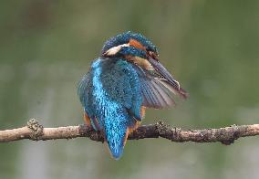 Rainham Marshes Nature Reserve