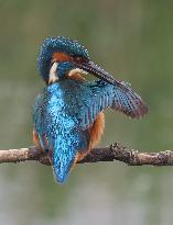 Rainham Marshes Nature Reserve