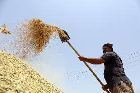 IRAQ-BAGHDAD-WHEAT-HARVEST