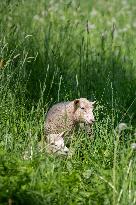 Sheep in Viljandi castle hills