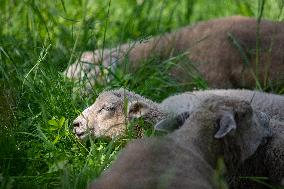 Sheep in Viljandi castle hills