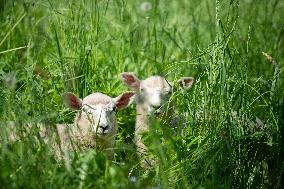 Sheep in Viljandi castle hills