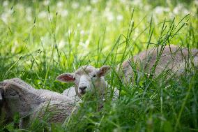 Sheep in Viljandi castle hills