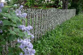 Moss covered wooden fence