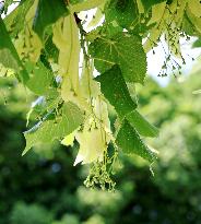 Tilia cordata