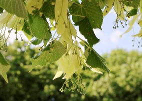 Tilia cordata