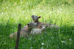 Sheep in Viljandi castle hills