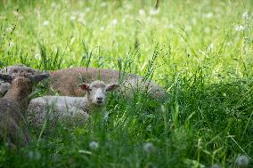 Sheep in Viljandi castle hills