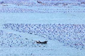 Marine Ecological Farming in Fuzhou