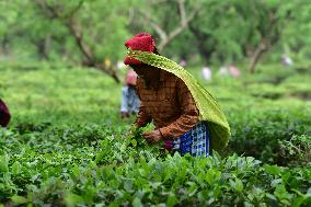 Assam Tea Garden