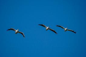 Wildlife At The Oxbow Nature Conservancy