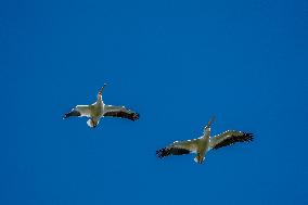 Wildlife At The Oxbow Nature Conservancy