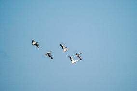 Wildlife At The Oxbow Nature Conservancy