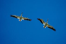 Wildlife At The Oxbow Nature Conservancy