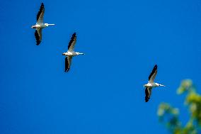 Wildlife At The Oxbow Nature Conservancy