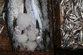 Fishermen In Egypt