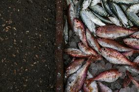 Fishermen In Egypt