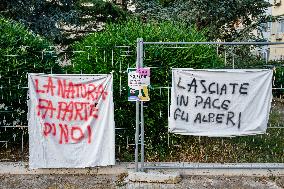 Presidium And Protest Over The Felling Of Pine Trees