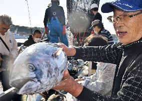 Season's 1st bonito catch in northeastern Japan