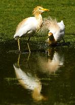 Cattle Egret Drinking Water - India