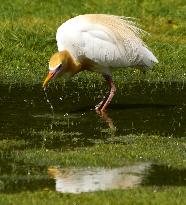 Cattle Egret Drinking Water - India