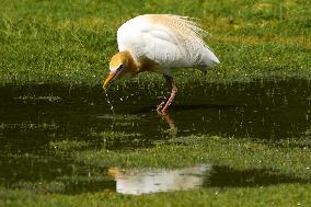 Cattle Egret Drinking Water - India