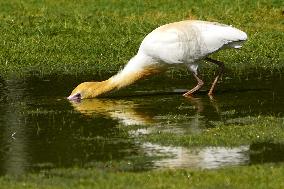 Cattle Egret Drinking Water - India