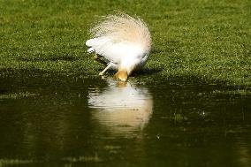 Cattle Egret Drinking Water - India