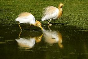 Cattle Egret Drinking Water - India