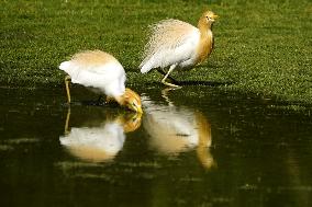 Cattle Egret Drinking Water - India