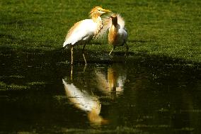 Cattle Egret Drinking Water - India