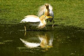 Cattle Egret Drinking Water - India