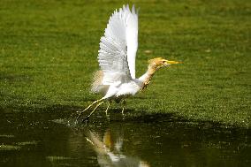 Cattle Egret Drinking Water - India