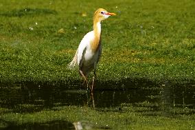 Cattle Egret Drinking Water - India