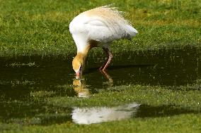 Cattle Egret Drinking Water - India