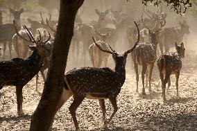 Deers At Pushkar Deer Park - India