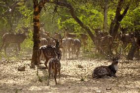 Deers At Pushkar Deer Park - India