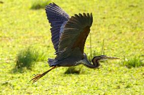 Purple Heron Flying - India