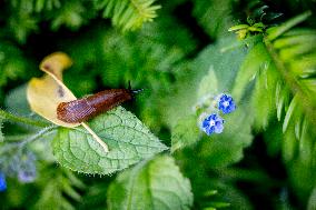 Snails Inside Garden - Rotterdam