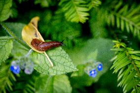 Snails Inside Garden - Rotterdam