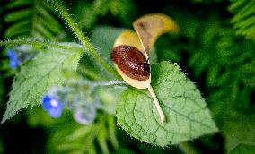 Snails Inside Garden - Rotterdam