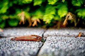 Snails Inside Garden - Rotterdam