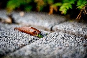 Snails Inside Garden - Rotterdam