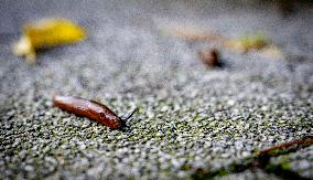 Snails Inside Garden - Rotterdam