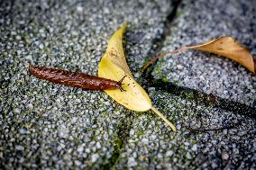 Snails Inside Garden - Rotterdam