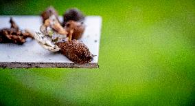 Snails Inside Garden - Rotterdam