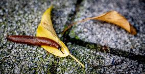 Snails Inside Garden - Rotterdam