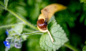Snails Inside Garden - Rotterdam