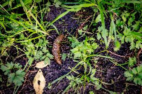 Snails Inside Garden - Rotterdam