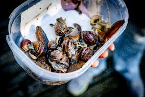 Snails Inside Garden - Rotterdam